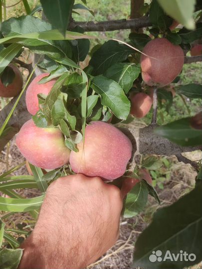 Яблоки,Редспур