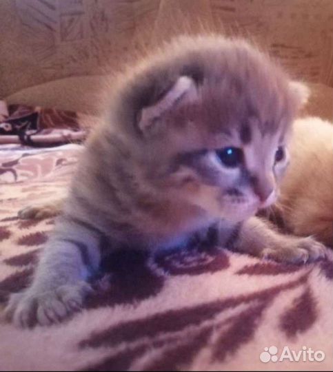 Вислоухие котята