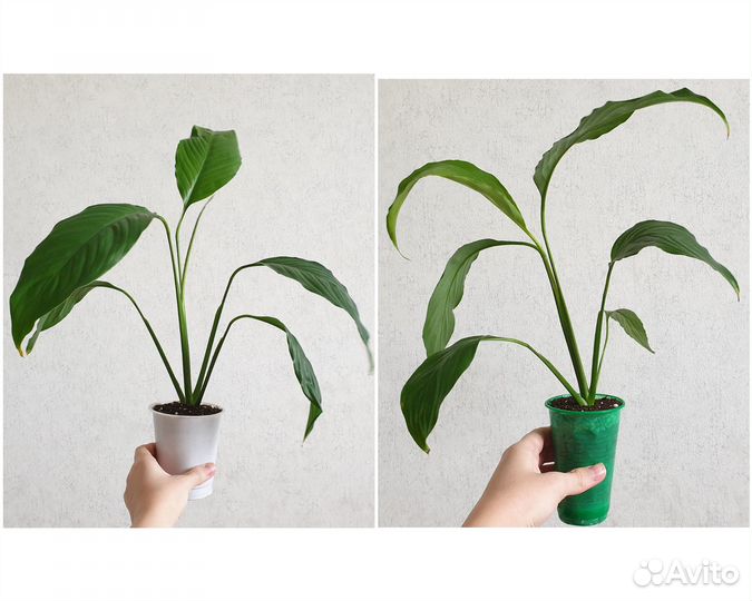 Спатифиллум, красивое растение Женское счастье