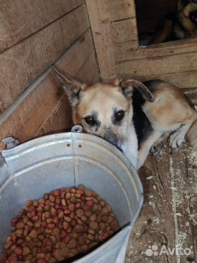 Собаки из приюта