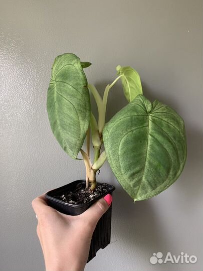 Сингониум холодное сердце