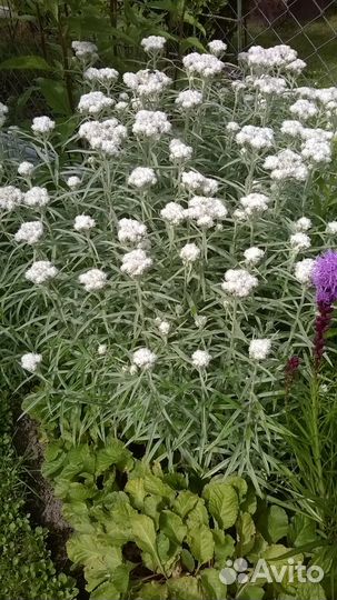 Растения цветы для сада