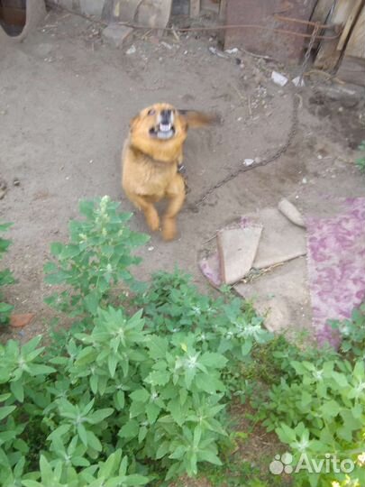 Собака