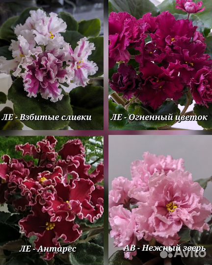 Детки сортовых фиалок