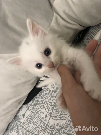 Котенок