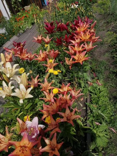 Дача 20 м² на участке 15 сот.