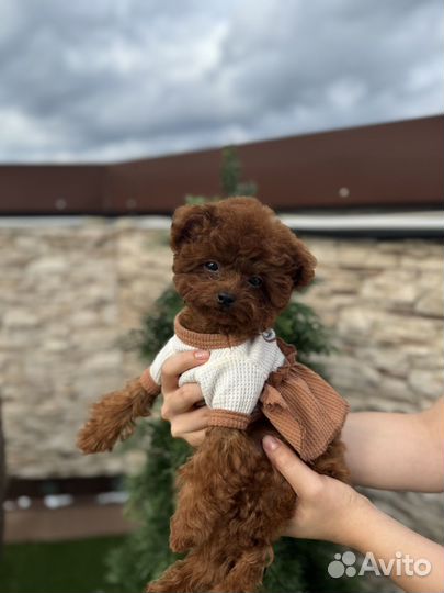 Микро тедди тикап пудель