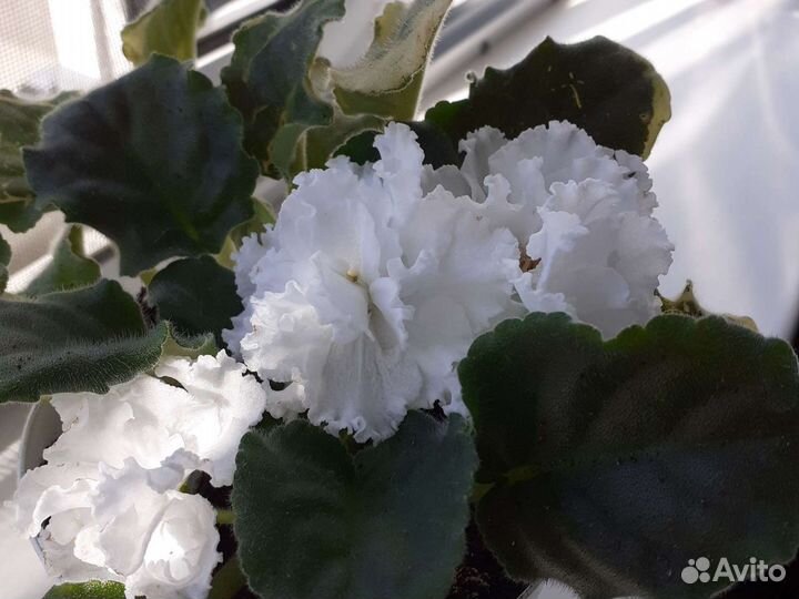 Фиалки продажа