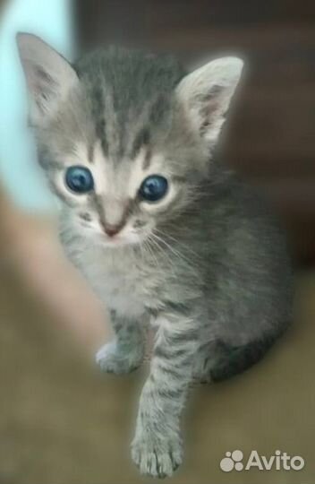 Котенок в добрые руки бесплатно, в дар