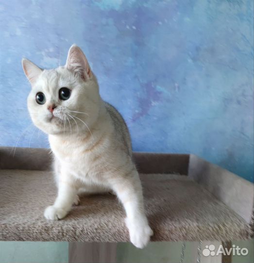 Шотландский котик