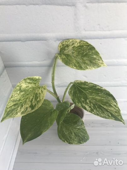 Эпипремнум, филодендрон