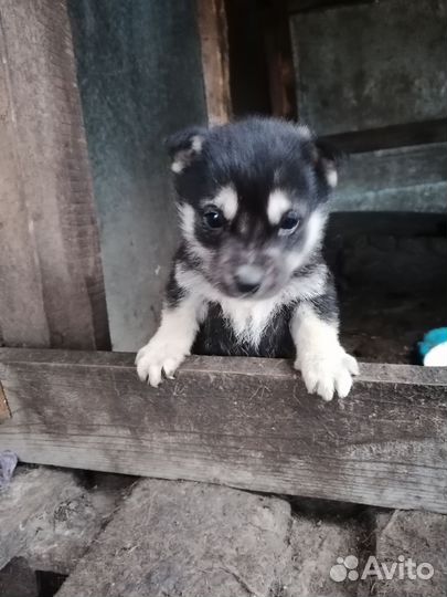 Малышка ищет дом