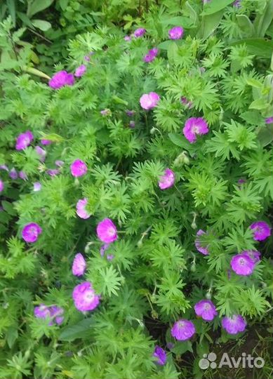 Цветы многолетники