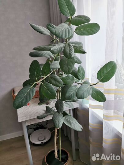 Фикус бенгальский Одри (Андрей)