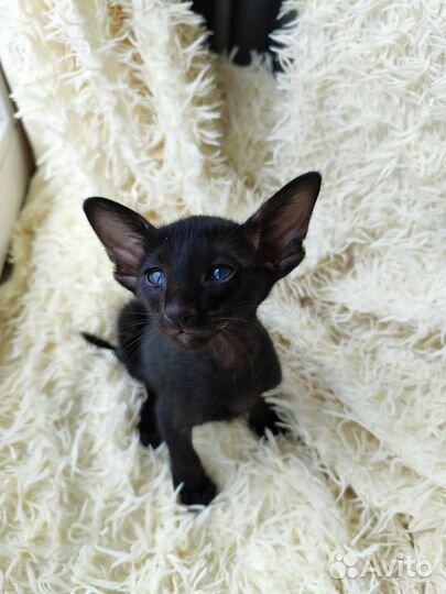 Ориентальные котята