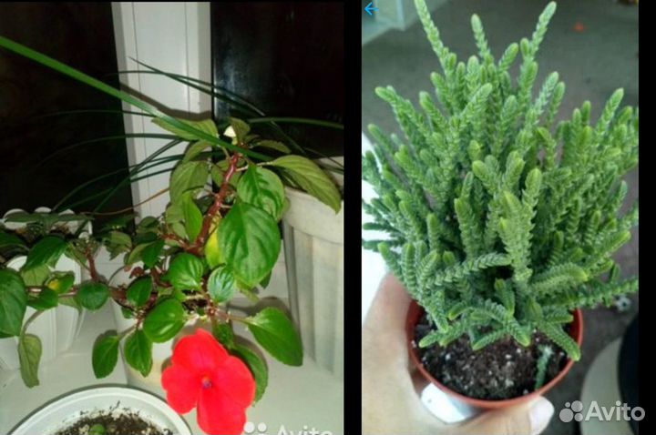 Разные виды комнатных растений (часть1)