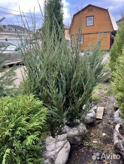 Можжевельник Блю Эрроу с доставкой с полей
