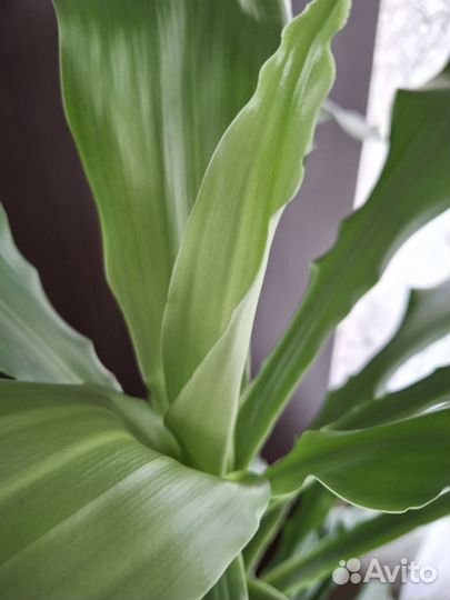 Пальма драцена