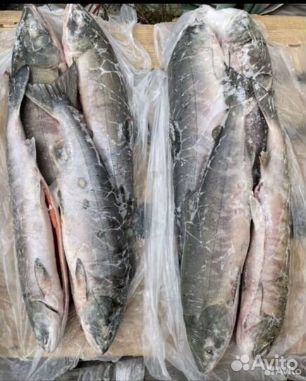 Рыба свежемороженая кета