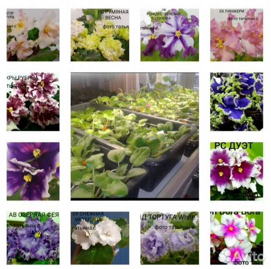 Семполии детки