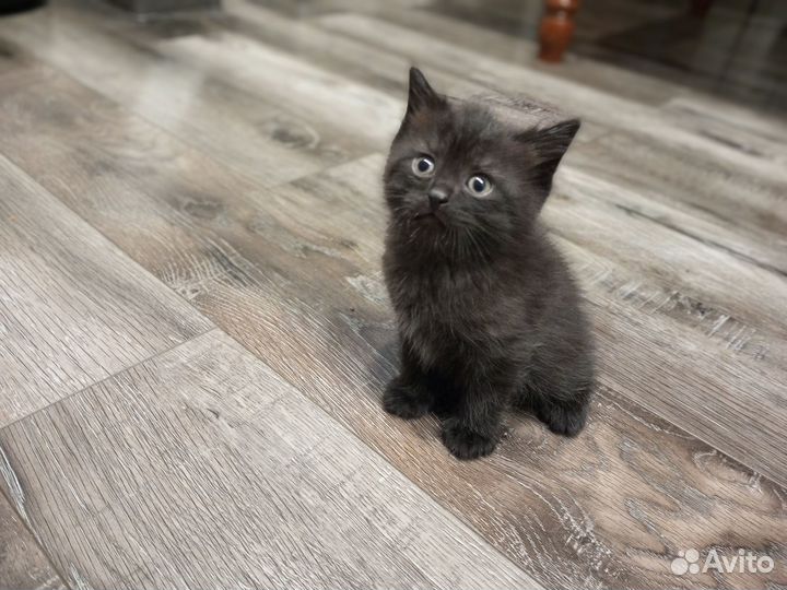 Котенок в добрые руки