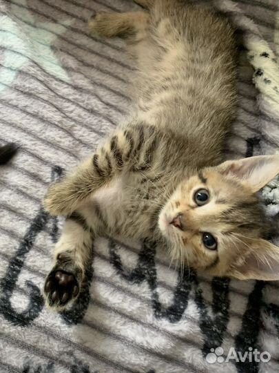 Девочки и мальчики