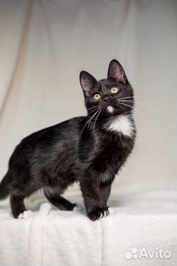 Котенок девочка Мишель