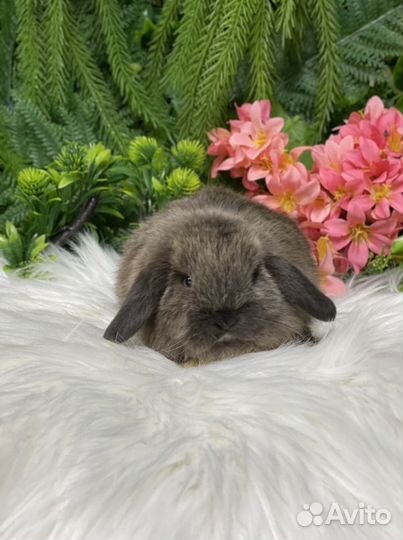 Самочка минилоп