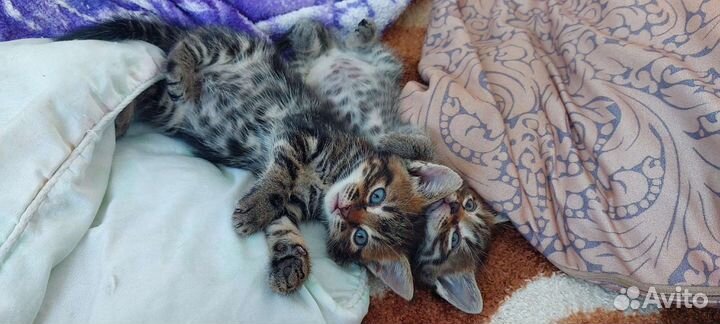 Коты бесплатно