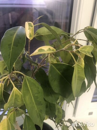 Бенджамина