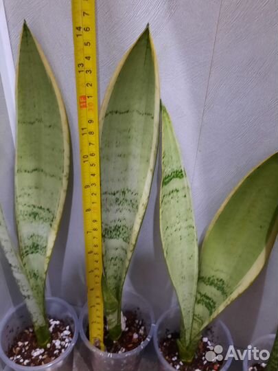 Сансевиерия