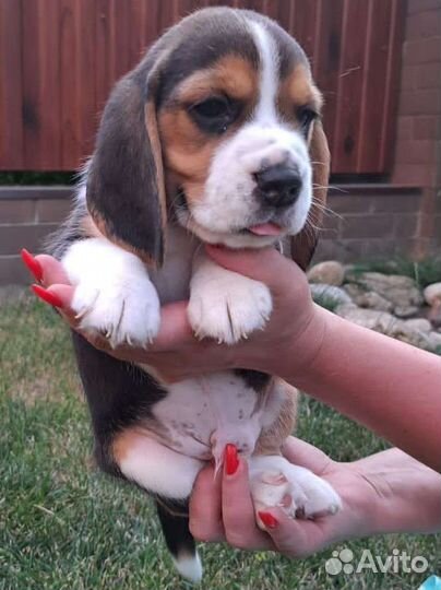 Бигль щенки