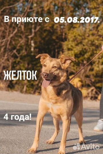 Собака в добрые руки