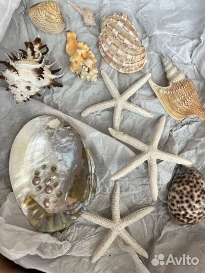 Набор ракушек