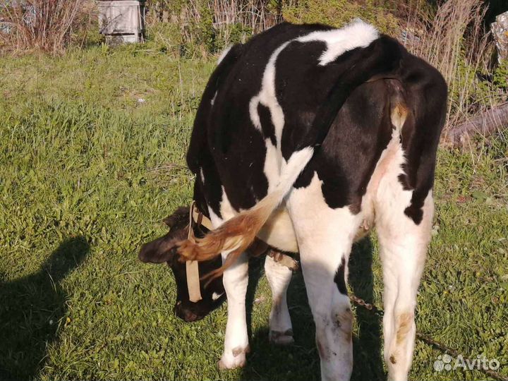 Корова голштинской породы