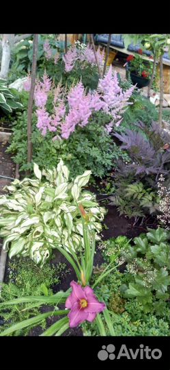 Астильба розовая