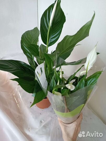 Спатифиллум 70 см. Женское счастье