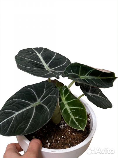Алоказия блэк вельвет в кашпо