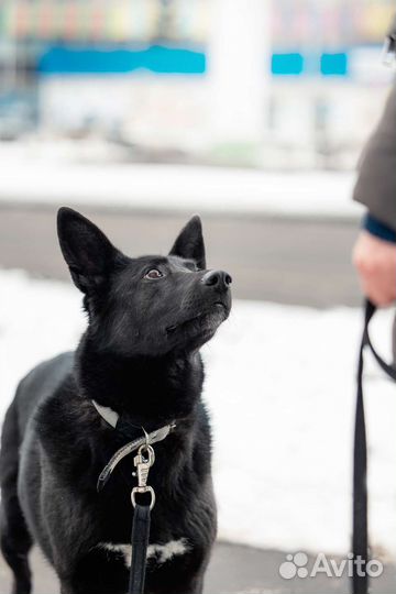 Ночка ищет дом