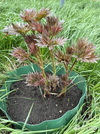 Пион Бартзелла