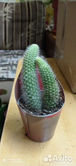 Клейстокактус Винтера, Обезьяний хвост