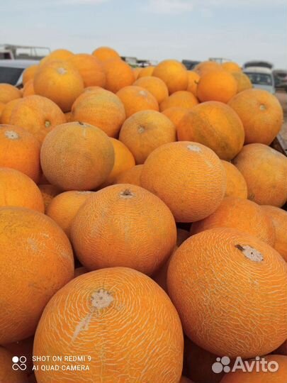 Дыни с поля