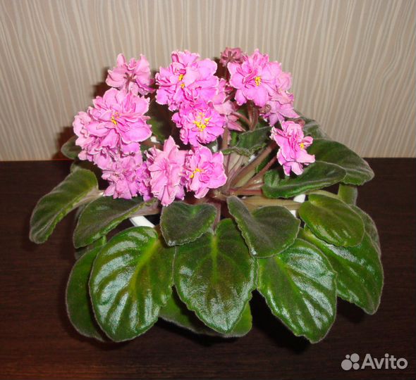 Фиалка махровая