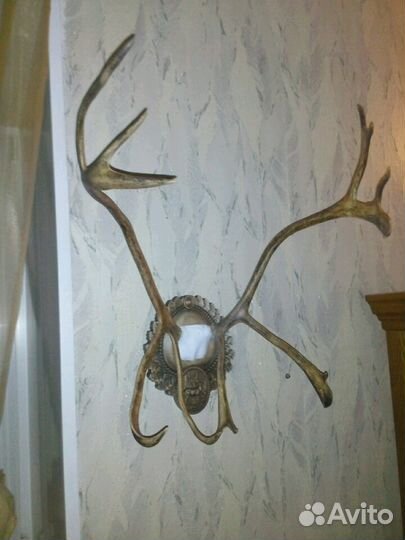 Таксидермист (чучельник). Изготовление чучел, наст