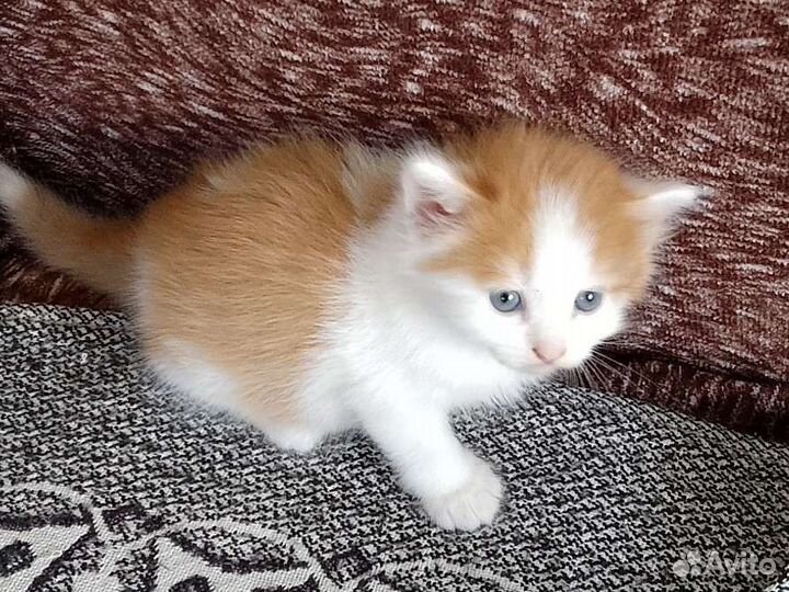 Кошка в дар