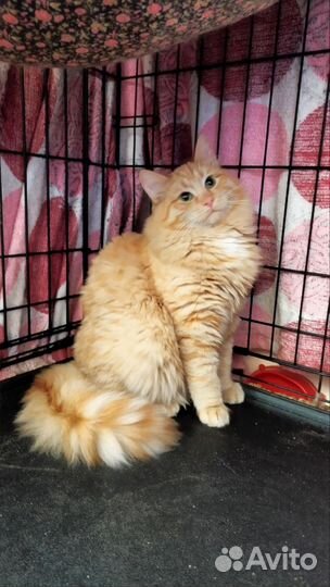 Рыжий пушистый котенок подросток мальчик