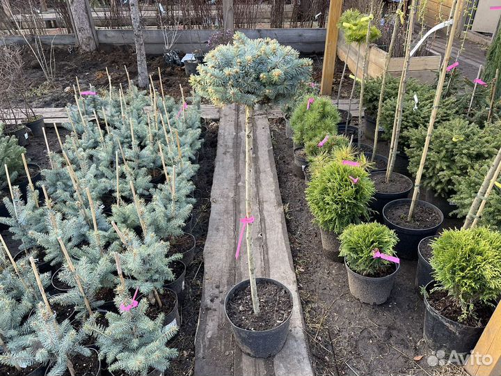 Ель голубая шар на штамбе