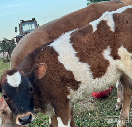 Два бычка одна тёлка