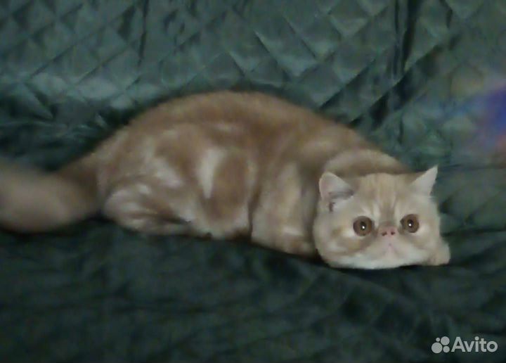 Очаровательные котята