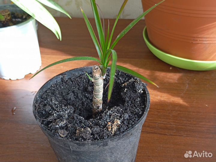 Пальма драцена